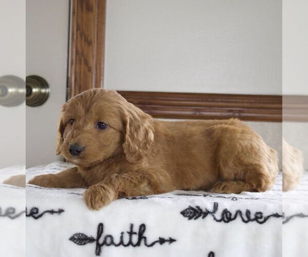 Medium Photo #2 Goldendoodle (Miniature) Puppy For Sale in LITITZ, PA, USA