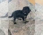 Small #7 Poodle (Miniature)-Poodle (Standard) Mix