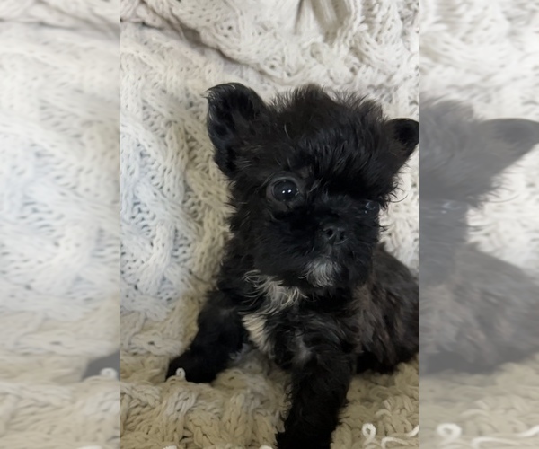 Medium Photo #11 French Bulldog Puppy For Sale in DENTON, MD, USA
