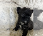 Small #10 French Bulldog