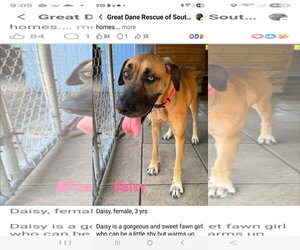 Great Dane Dogs for adoption in Palm Beach, FL, USA