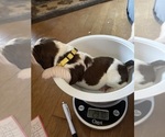 Small Photo #2 English Springer Spaniel Puppy For Sale in STATESVILLE, NC, USA