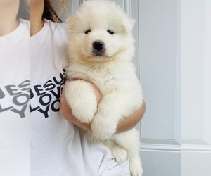 Samoyed Puppy for sale in CIMARRON, CA, USA
