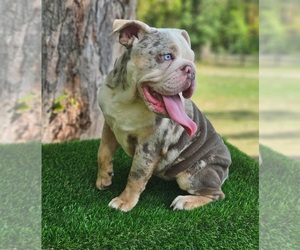 English Bulldog Puppy for sale in INDIANAPOLIS, IN, USA