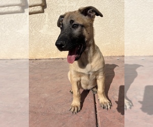 Belgian Malinois Puppy for Sale in SAINT GEORGE, Utah USA