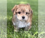 Small #4 Morkie
