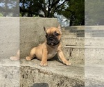 Puppy Rosie French Bulldog