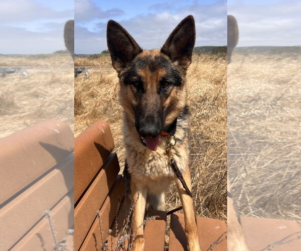 Medium Photo #3 German Shepherd Dog Puppy For Sale in Salinas, CA, USA