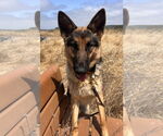 Small #2 German Shepherd Dog