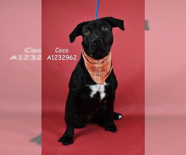 Medium Photo #1 Labrador Retriever Puppy For Sale in Bakersfield, CA, USA