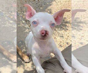 American Pit Bull Terrier-American Staffordshire Terrier Mix Dogs for adoption in Wenonah, NJ, USA