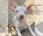 Small American Pit Bull Terrier-American Staffordshire Terrier Mix