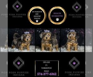 YorkiePoo Puppy for sale in WARSAW, IN, USA