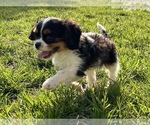 Small Photo #1 Cavalier King Charles Spaniel Puppy For Sale in CUBA, MO, USA