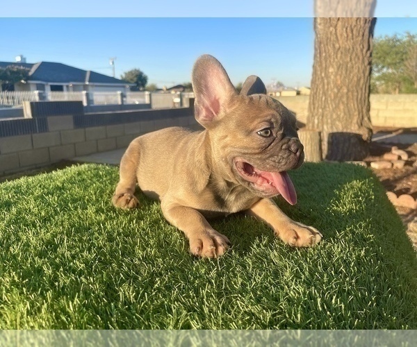 Medium Photo #3 French Bulldog Puppy For Sale in RIVERSIDE, CA, USA