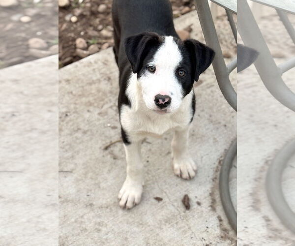 Medium Photo #3 Labrador Retriever-Unknown Mix Puppy For Sale in Sandy, UT, USA