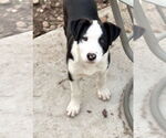 Small #2 Labrador Retriever Mix