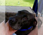 Small #6 American Staffordshire Terrier-Labrador Retriever Mix