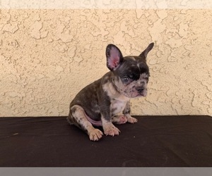 French Bulldog Puppy for sale in MORENO VALLEY, CA, USA
