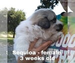 Small #34 Great Pyrenees