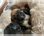 Small Photo #4 Frenchie Pug Puppy For Sale in KAPPA, IL, USA