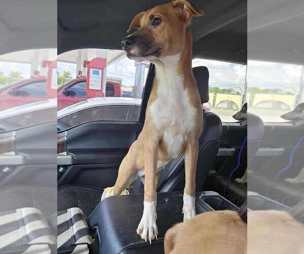 Medium Photo #3 Jack Chi Puppy For Sale in New York, NY, USA