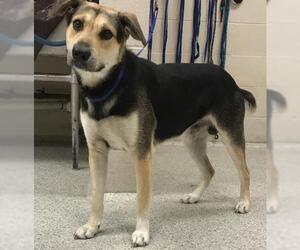German Shepherd Dog-Unknown Mix Dogs for adoption in Conroe, TX, USA