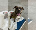 Small #1 American Pit Bull Terrier