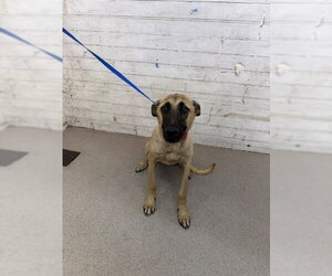 Mutt Dogs for adoption in San Bernardino, CA, USA