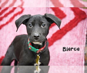 Mutt Dogs for adoption in Sandy, UT, USA