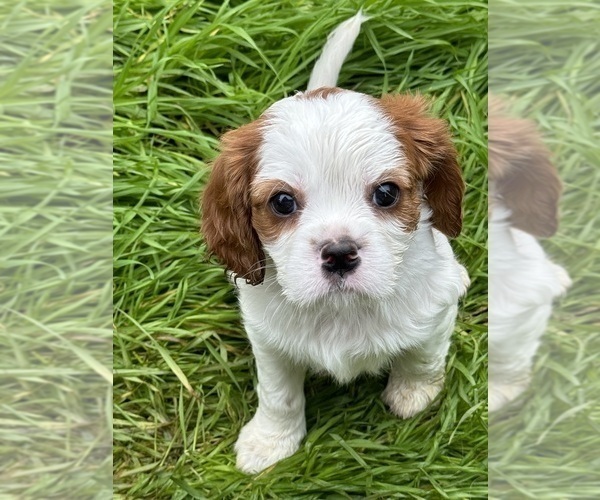 Medium Photo #2 Cavalier King Charles Spaniel Puppy For Sale in ESTACADA, OR, USA