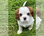 Small Photo #2 Cavalier King Charles Spaniel Puppy For Sale in ESTACADA, OR, USA