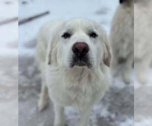 Great Pyrenees Dogs for adoption in Dallas, TX, USA