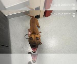 American Pit Bull Terrier Dogs for adoption in Ocala, FL, USA