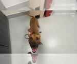 Small American Pit Bull Terrier