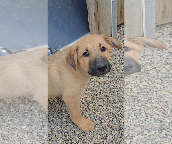 Medium Photo #2 Mutt Puppy For Sale in Estherville, IA, USA