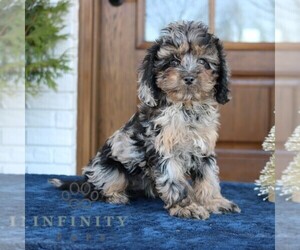 Cavapoo (Miniature) Puppy for sale in NARVON, PA, USA