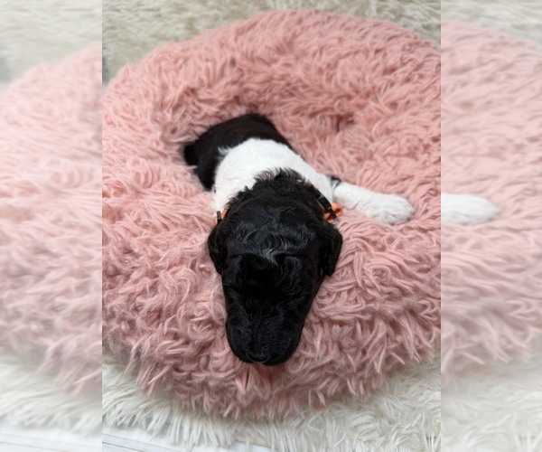 Medium Photo #21 Goldendoodle Puppy For Sale in PIERSON, FL, USA