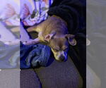 Small #12 Chihuahua Mix