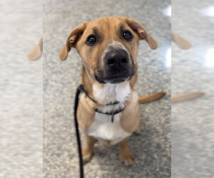 Harvey - Male Mutt Dog for Adoption - Photo #4