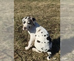 Small Photo #6 Great Dane Puppy For Sale in BUNCETON, MO, USA