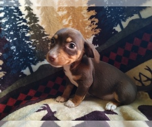 Chiweenie Puppy for sale in CANTON, GA, USA