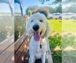 Small Goldendoodle