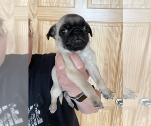 Pug Puppy for sale in SLATINGTON, PA, USA