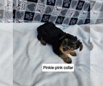 Puppy Pinkie Yorkshire Terrier