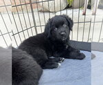 Small Photo #10 Aussiedor Puppy For Sale in Euless, TX, USA