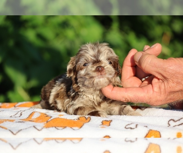 Medium Photo #13 ShihPoo Puppy For Sale in DYERSBURG, TN, USA