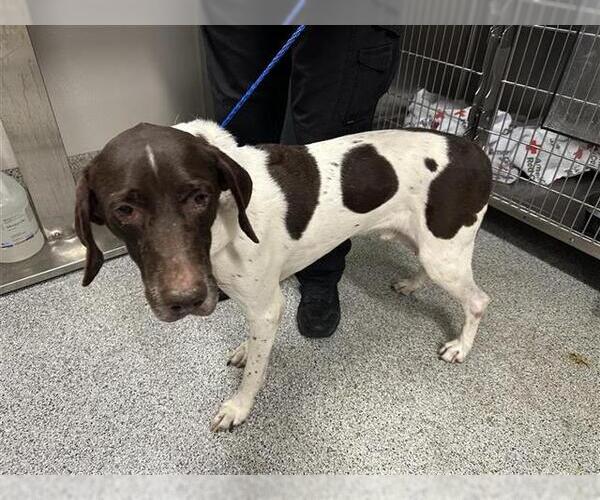 Medium Photo #1 German Shorthaired Pointer Puppy For Sale in Houston, TX, USA