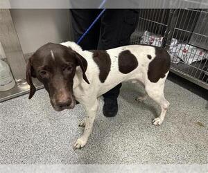 German Shorthaired Pointer Dogs for adoption in Houston, TX, USA