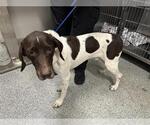 Small German Shorthaired Pointer